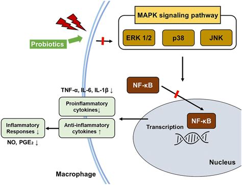 The Anti Inflammatory Mechanism Of Probiotics In Macrophages External