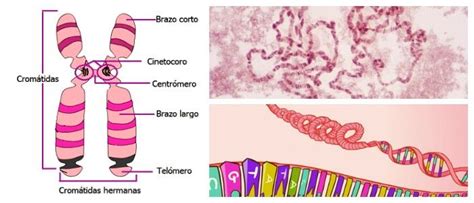 Estructura De Los Cromosomas División Celular Centrómeros Estructura Y Diferencias