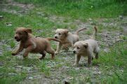 Labradoodle Welpen F1 Suchen Ein Zuhause In Bruchsal Baden