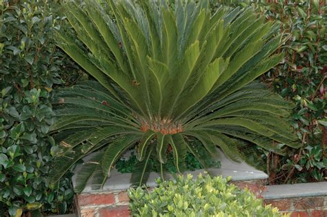 Jenny Smith Gardens Plant Of The Month Cycas Revoluta