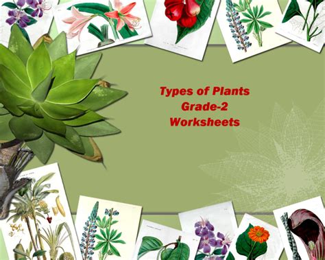 Types Of Plants