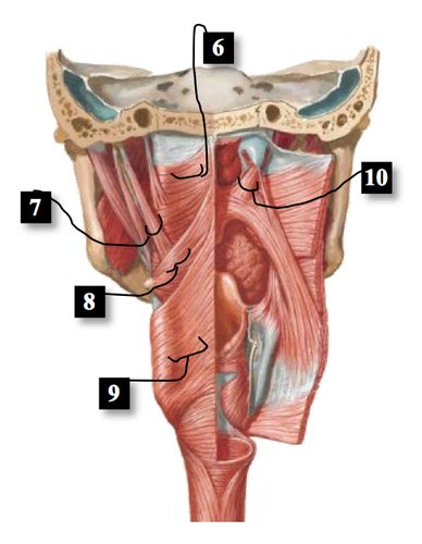 Pharyngeal Arches Embryology Flashcards Quizlet