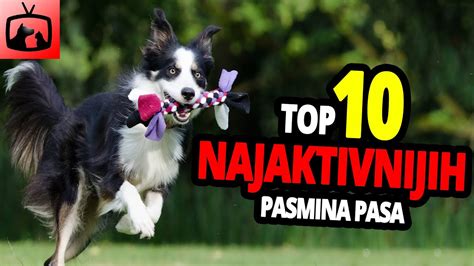 Najaktivniji Psi Top Najaktivnijih Pasmina Pasa Na Svijetu