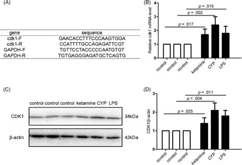 The Expression Of Cdk1 Was Verified By QPCR And Western Blot Analysis