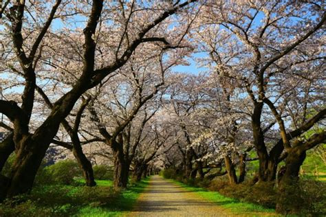 Cherry Blossoms in Tohoku | 2024, 2025 & 2026