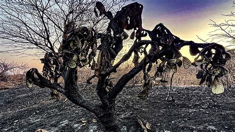 Dañan incendios forestales más de 5 mil hectáreas en Oaxaca