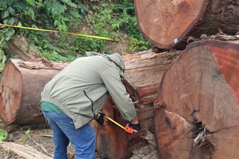 Madeireira é multada em mais de R 190 mil em Manicoré Amazonas G1