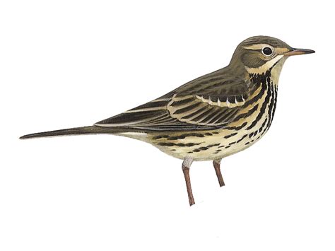 Details Siberian Buff Bellied Pipit Birdguides