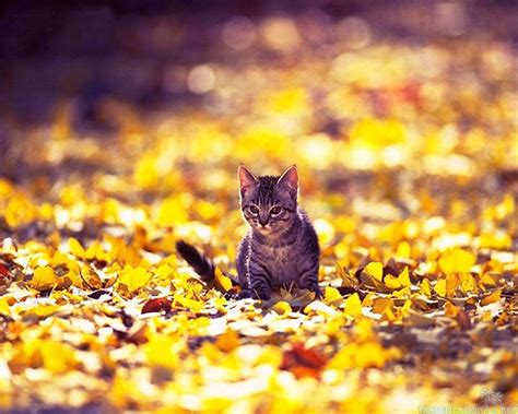 Fall Cat Desktop Wallpaper