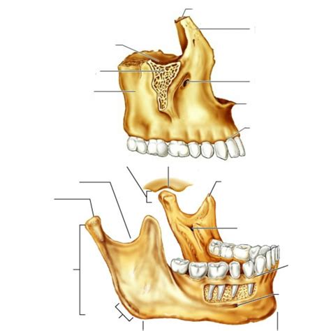 Bones Of The Skull The Maxilla And Mandible Diagram Quizlet