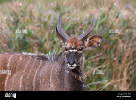 Beautiful Nyala Bull Stock Photo Alamy