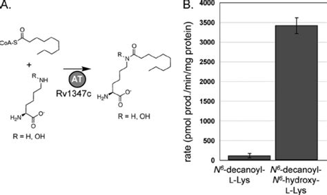 Amino Acid Specificity Of The A Domain Of MbtE A Schematic Showing