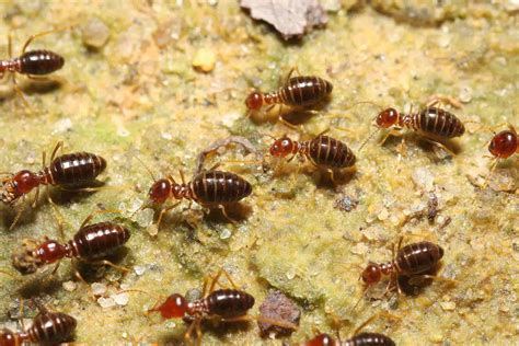 Termites In Arizona A Complete Guide