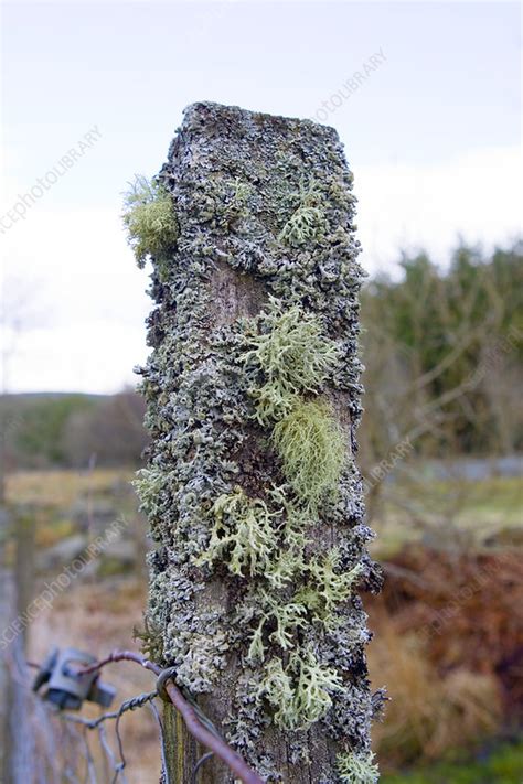 Lichens - Stock Image - B350/0197 - Science Photo Library