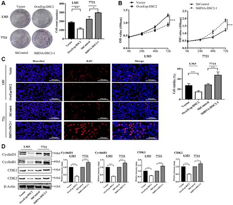 Desmocollin 2 Inhibits Cell Proliferation And Promotes Apoptosis In