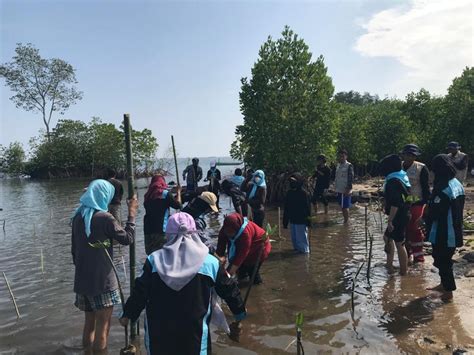 Lestarikan Ekosistem Mangrove Mahasiswa Uncp Tanam Bibit Di