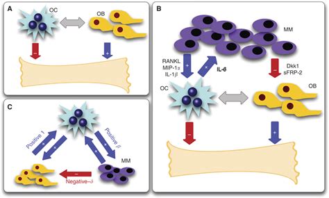 Bone Turnover Under Normal And Pathological Conditions A Normal Bone Download Scientific