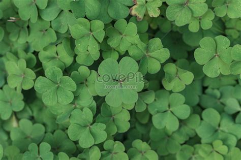 Clover photo image_picture free download 500738568_lovepik.com