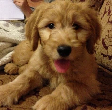 Pin By Ashleigh Barco On Cuteness Overload Golden Retriever Cuteness