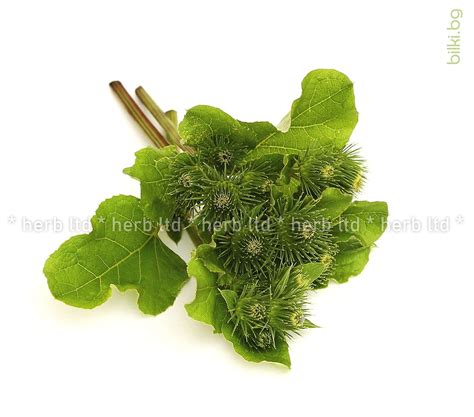 РЕПЕЙ КОРЕН , Arctium lappa L. | онлайн магазин Bilki.bg