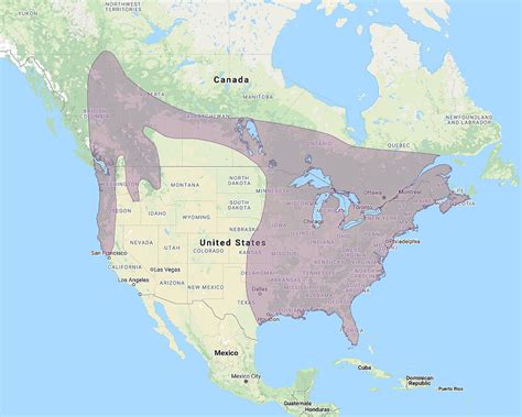 Barred Owl Strix Varia Information Pictures Sounds The Owl Pages