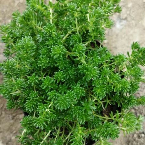 Sedum Sexangulare Tasteless Stonecrop Succulent Bhimtal Nursery