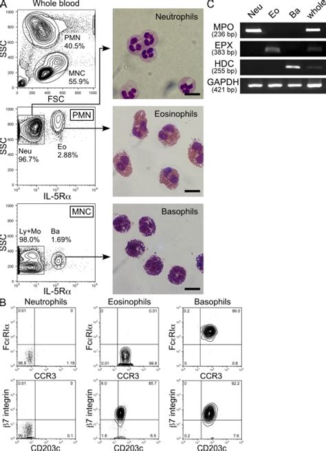 Purification Of Neutrophils Eosinophils And Basophils A Sorting