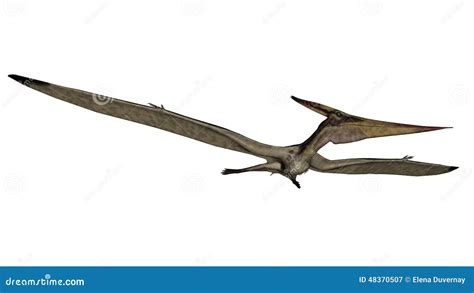 Pteranodon Flying Dinosaur Illustration On White Background Cartoon