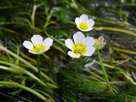 『綺麗な川に咲く花・梅花藻』 自然風の自然風だより