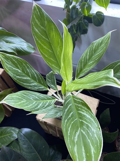 Aglaonema Chinese Evergreen Inch Cory Whistler Plant Store In