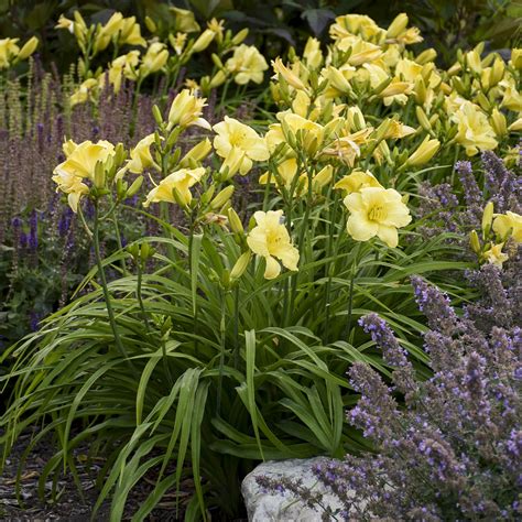 Hemerocallis Rainbow Rhythm Going Bananas Buy Daylily Perennials Online