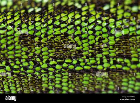 Reptile Skin