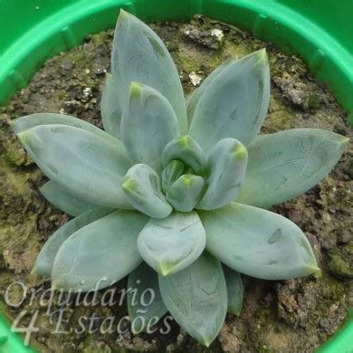 Suculenta Pachyphytum Hookeri Orquid Rio Esta Es Orqu Deas E