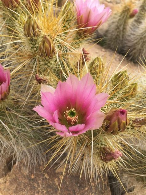 Fotos Gratis Paisaje árbol Cactus Desierto Botánica Flora Flor