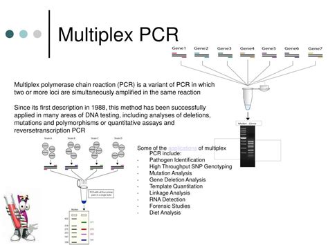 Multiplex Pcr