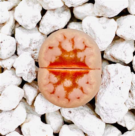 Seeds Limited Rare Lithops Julii C Hot Lips Lithops Julii Hot Lips Seeds Exotic Living