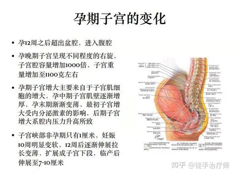 产后子宫复旧与复位的区别 知乎