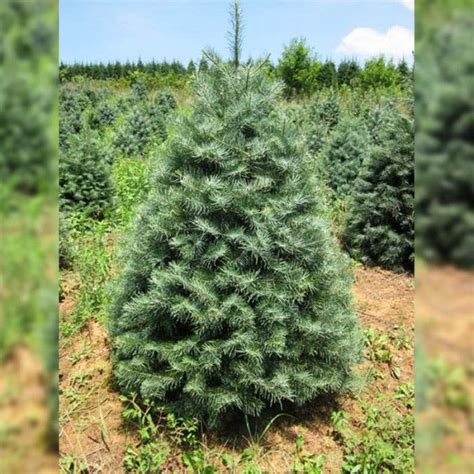 Пихта одноцветная / Abies concolor