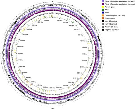 A Circular Graphical Display Of The Genome Contains Chromosome And