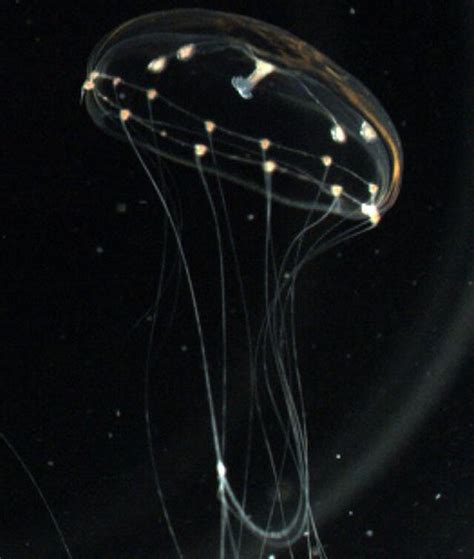 Jellyfish Brain May Tell Us More About The Human Brain Syfy Wire