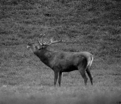 Rando Nocturne Brame Du Cerf Bureau Des Guides De Luchon