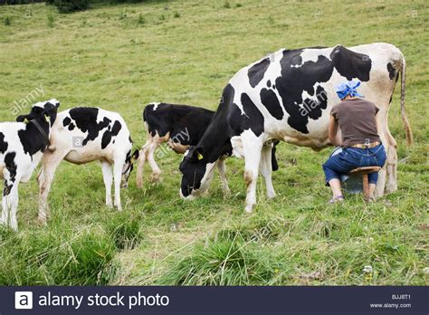 Cow Hand Stock Photos And Cow Hand Stock Images Alamy