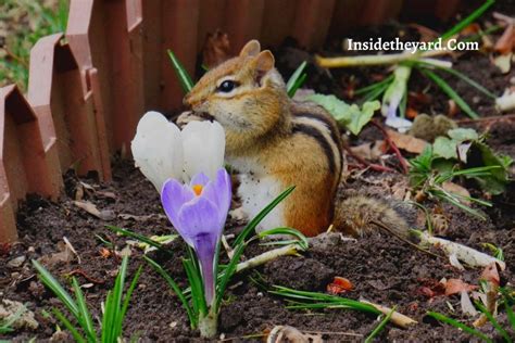 How To Get Rid Of Chipmunks Bucket Method With Few Easy Steps Inside