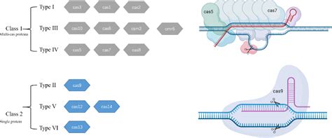 Advances In Crispr Cas Technologies And Their Application In Plants