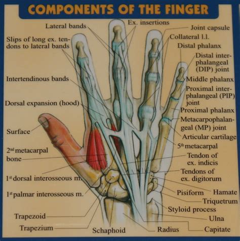 Wrist Tendons Diagram