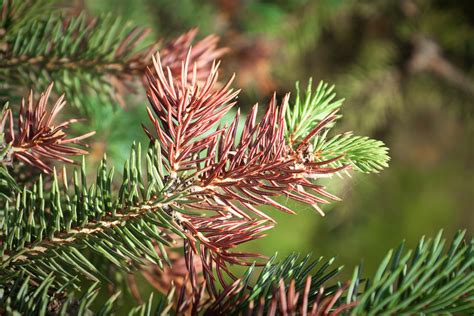 What Are Bacterial Cankers And Anthracnose Birch Tree Care