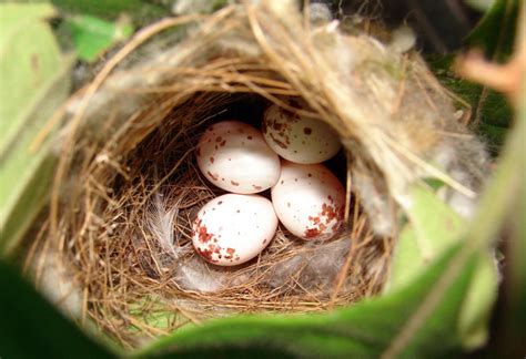 Common tailorbird (Orthotomus sutorius)