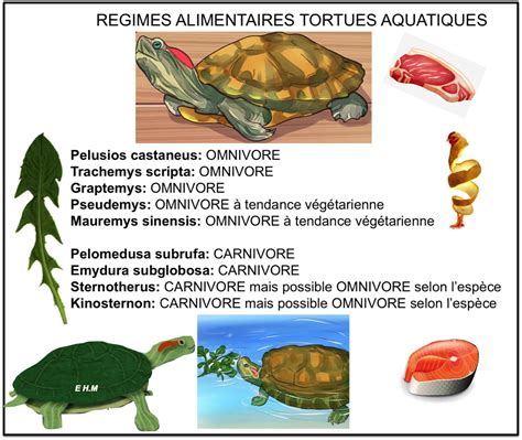 Alimentation Tortues Aquatiques Et Leurs R Gimes Alimentaires