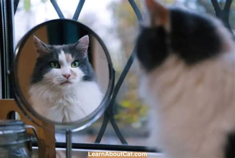 Do Cats Understand Mirrors And Their Reflection? - LearnAboutCat