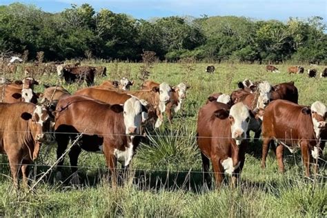 En Corrientes Hay Cuatro Vacas Para Cada Uno De Sus Habitantes Corrientes Hoy